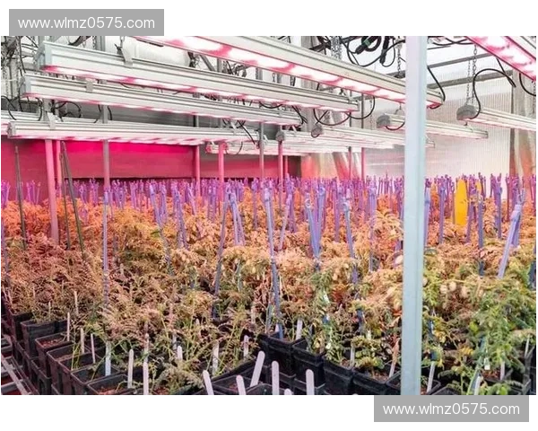 湿度对植物生长、建筑材料和人体健康的多重影响分析